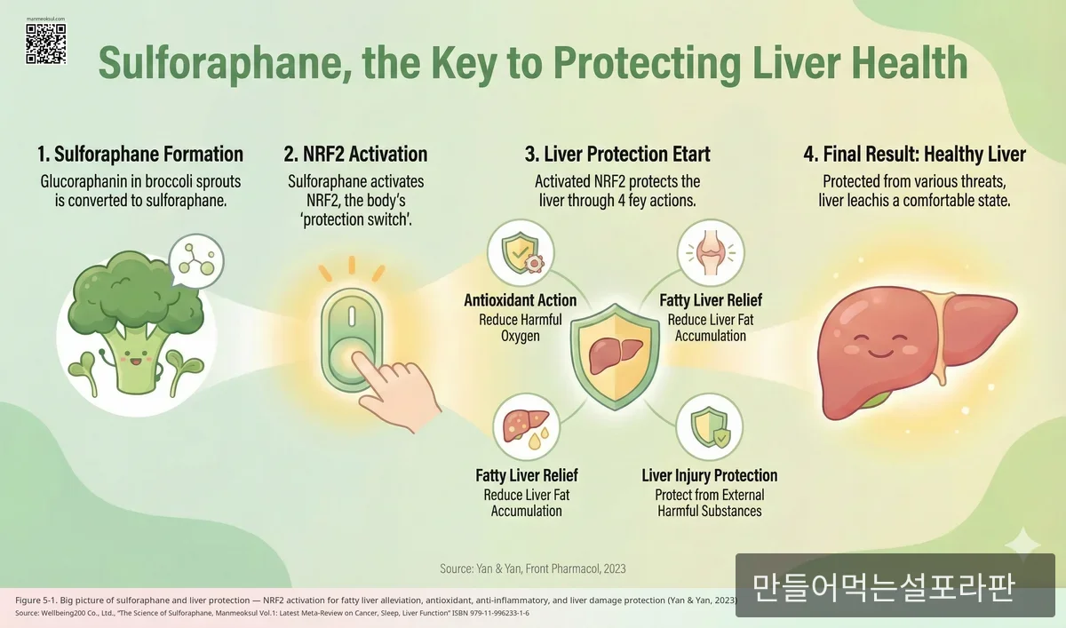 설포라판과 만먹설 시리즈 책 vol .1  - 2